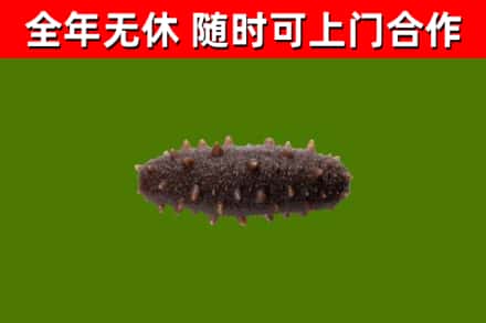 阳山烟酒回收干海参.jpg